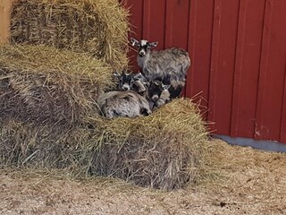 Ferienhaus Tingsryd  15