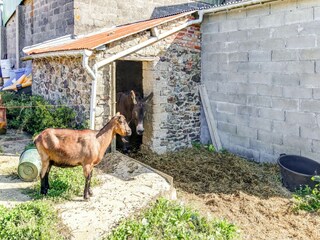 Ferienhaus Gratot Außenaufnahme 8
