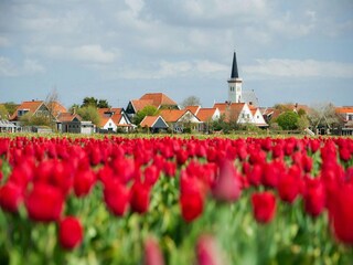 Vakantiehuis Den Hoorn Omgeving 31