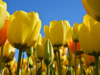 Maison de vacances Noordwijk Environnement 20