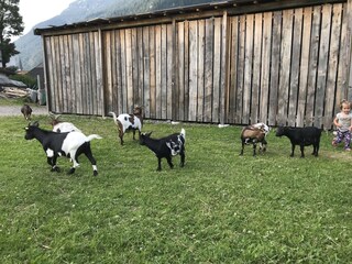 Fattoria Bichlbach Ambiente 4