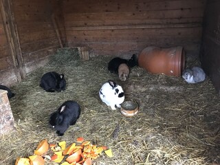 Fattoria Bichlbach Ambiente 12