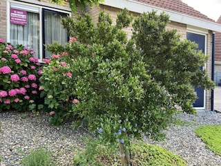 Ferienhaus Breskens Außenaufnahme 5