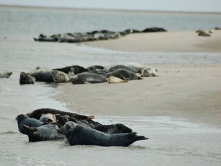 Vakantiepark De Koog Omgeving 21