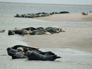 Ferienpark De Koog Umgebung 25