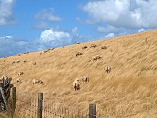 Vakantiepark De Koog Omgeving 23