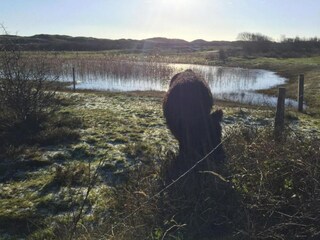 Holiday park De Koog Environment 20