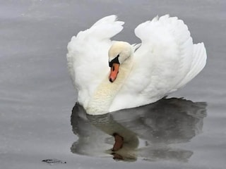 Parc de vacances Scheveningen Environnement 27