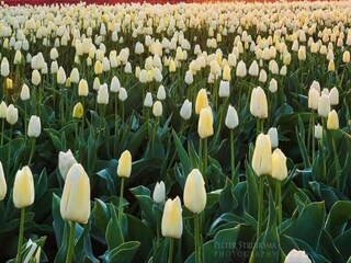 Vakantiepark Scheveningen Omgeving 14