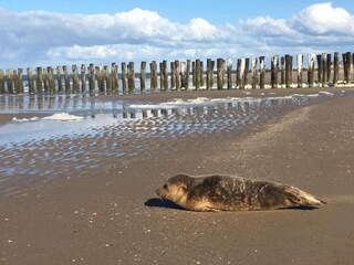 Parco vacanze Domburg Ambiente 15