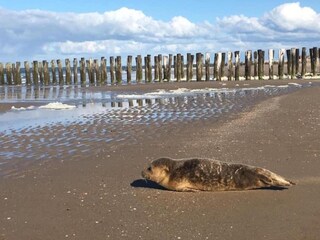 Parc de vacances Domburg Environnement 20