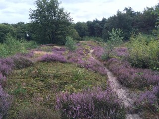 Vakantiepark Arcen Omgeving 25