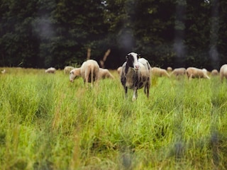 Parc de vacances Epe  36