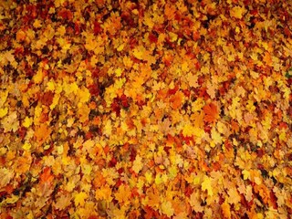 Holiday park Epe Environment 19