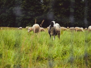 Parc de vacances Epe  19