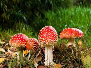 Ferienpark Epe Umgebung 23