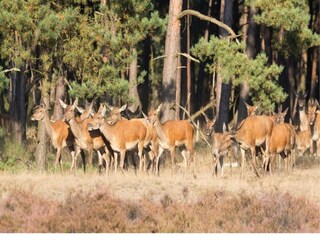 Vakantiepark Epe Omgeving 14