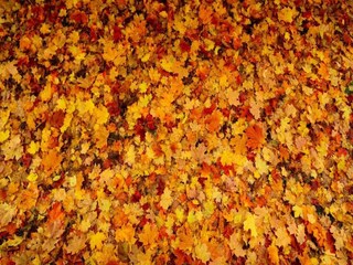 Ferienpark Epe Umgebung 22