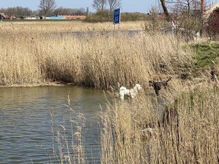 Vakantiehuis Makkum Omgeving 38