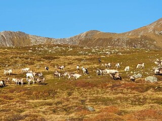Vakantiehuis Rebbenes Buitenaudio-opname 19
