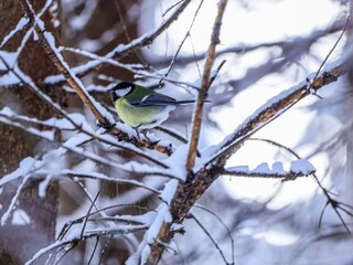 Apartment Fulpmes  39