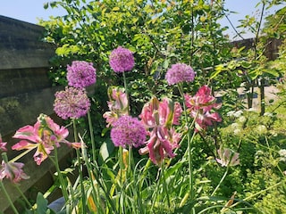 Ferienhaus Ternaard Außenaufnahme 8