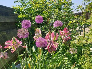 Ferienhaus Ternaard Außenaufnahme 10