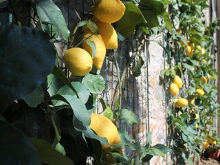 Casa per le vacanze Buti  40