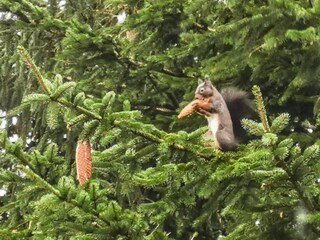 Appartement Altenau im Oberharz  40