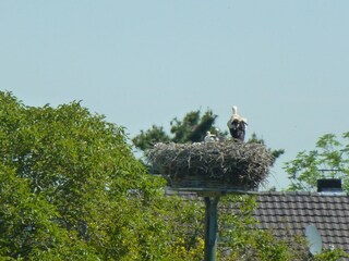 Holiday apartment Wesel Environment 35