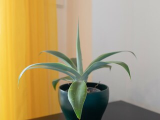 Appartamento Manilva Caratteristiche 37