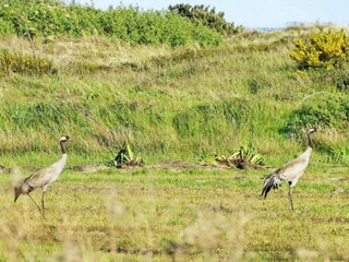 Maison de vacances Hulsig  20