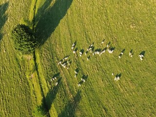 Sheep on the pasture