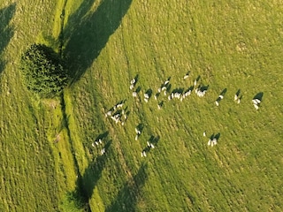Sheep on the pasture