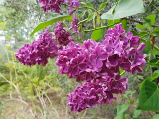 Casa de campo Figanières  35