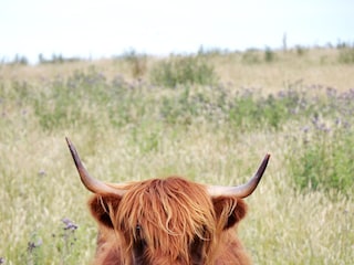 Naturschutzgebiet Geltinger Birk