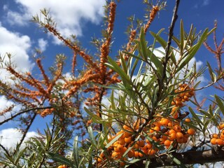 Appartamento per vacanze Norddeich Registrazione all'aperto 7