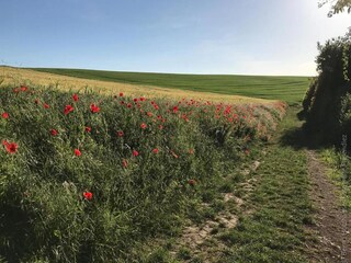 Apartment Birlenbach Environment 32