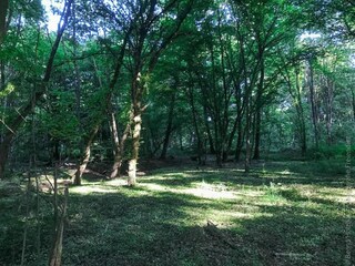 Appartement Birlenbach Environnement 34