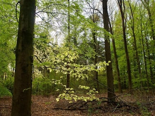 Ferienhaus Ruigahuizen Umgebung 26