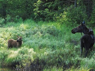 Vakantiehuis Welt  22