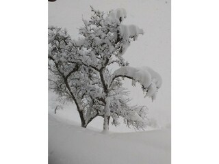 im Winterkleid