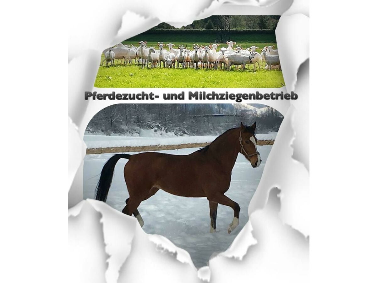 Pferdezucht und Milchziegenbetrieb