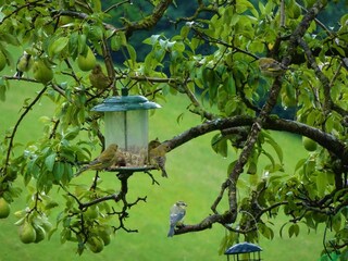 Vogelvielfalt_vor_dem_Haus_Paradies_HartimZillerta