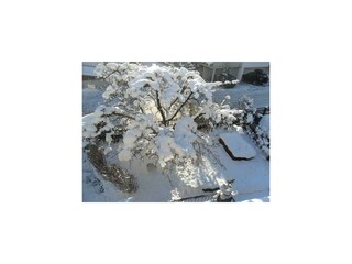 Garten Winter, Iglu unterm Baum