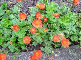 im Garten