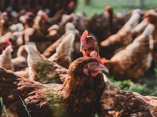 77d5ed83-ae9b-4079-bd16-d1253bd4dcfa