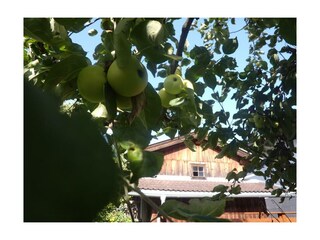 Unser Obstgarten