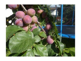 Obstbaum