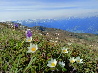 Zillertal-ersteferienregion-ferienwohnungleo-stumm